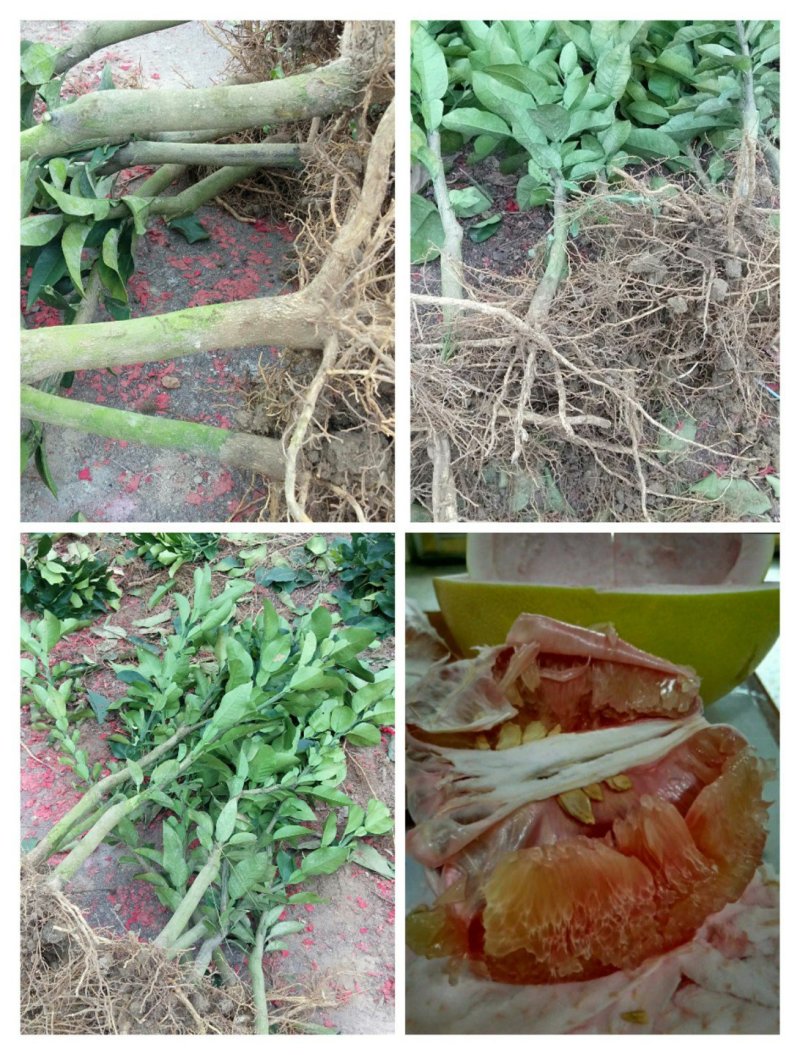 三红蜜柚苗