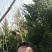 侩柏，龙柏