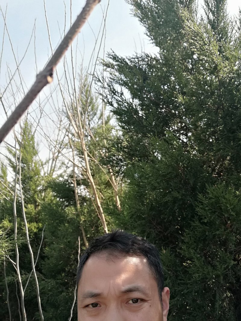侩柏，龙柏