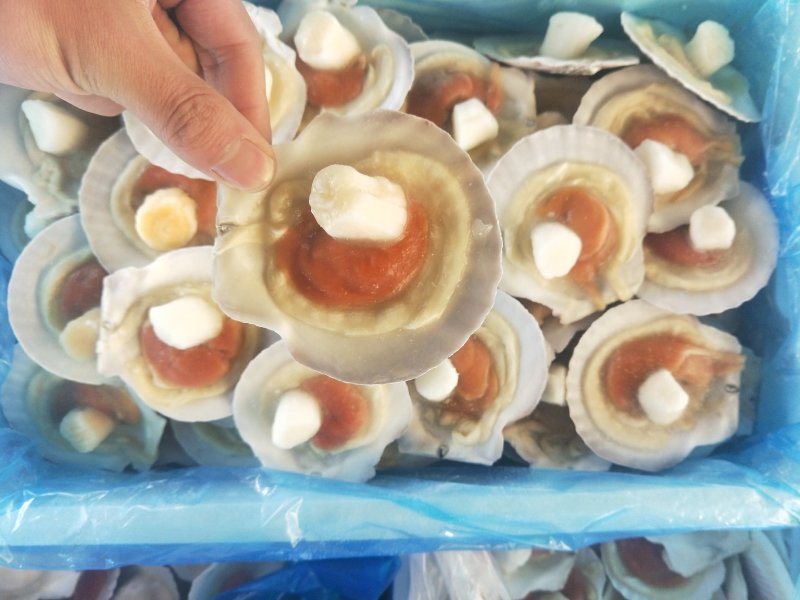 9/10组合虾夷贝