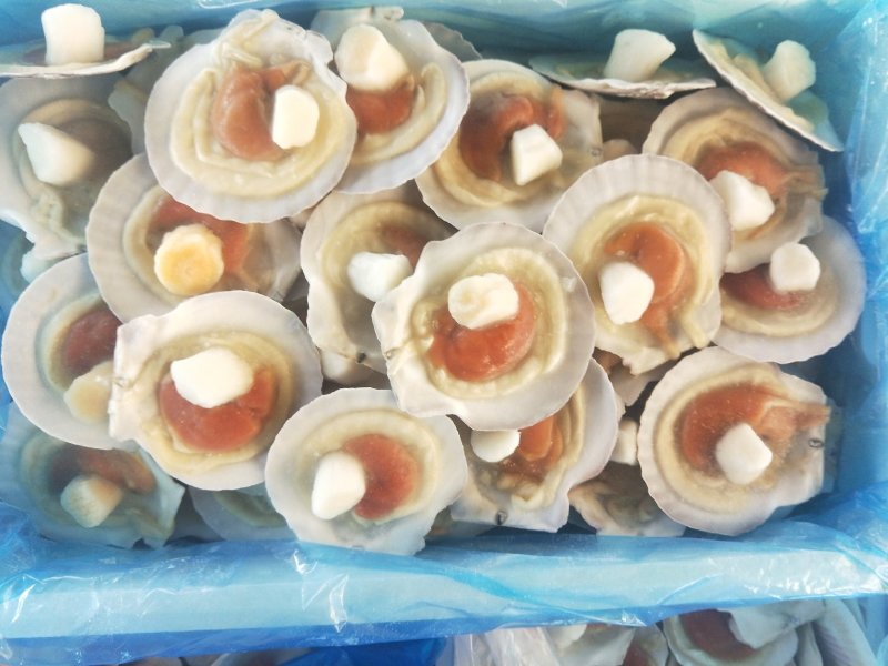 9/10组合虾夷贝
