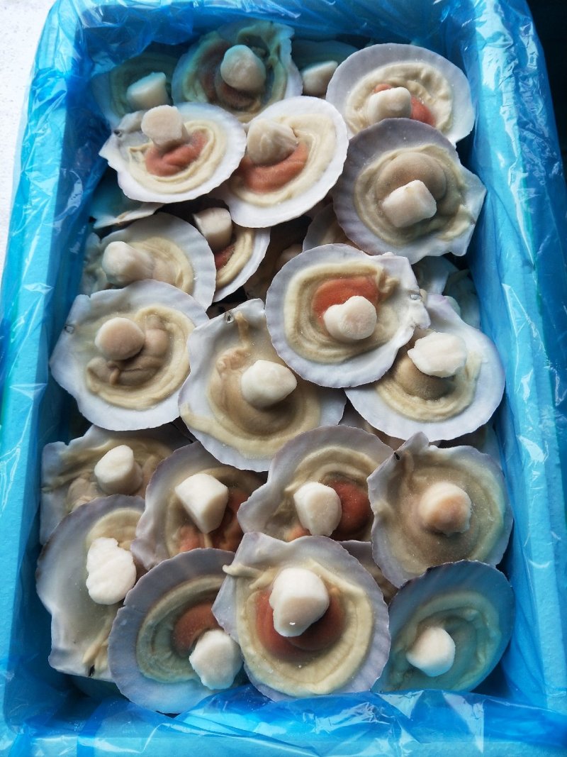 9/10组合虾夷贝