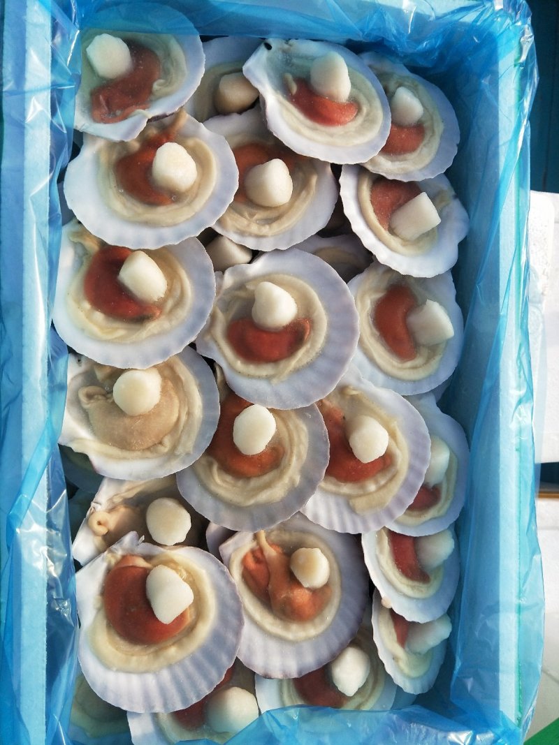 9/10组合虾夷贝