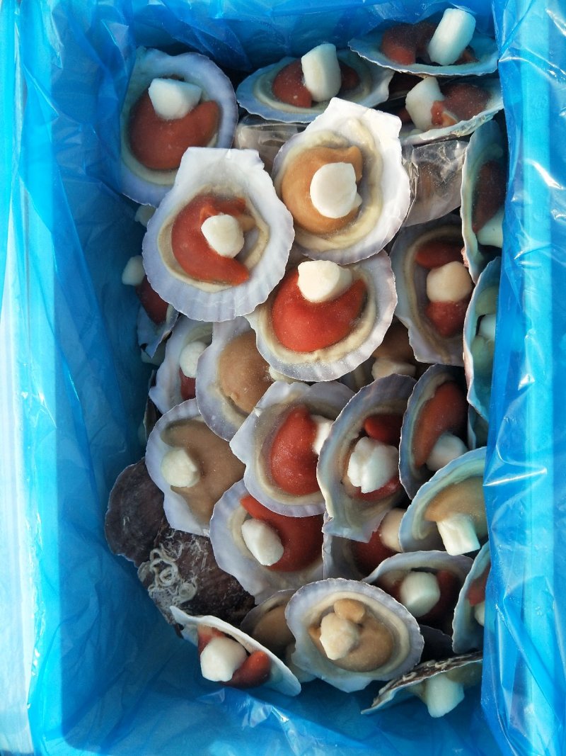 9/10组合虾夷贝