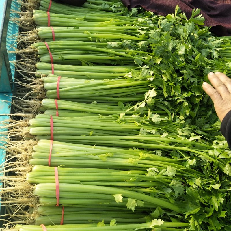 芹菜优质小香芹产地大量供应中对接批发市场，商超
