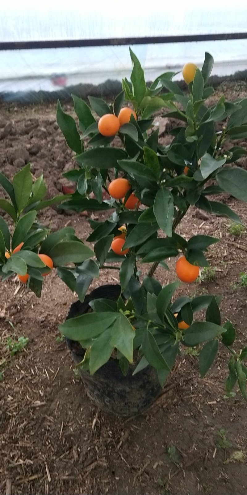 金桔苗多分支，砧木粗壮。好栽植易成活当年可挂果