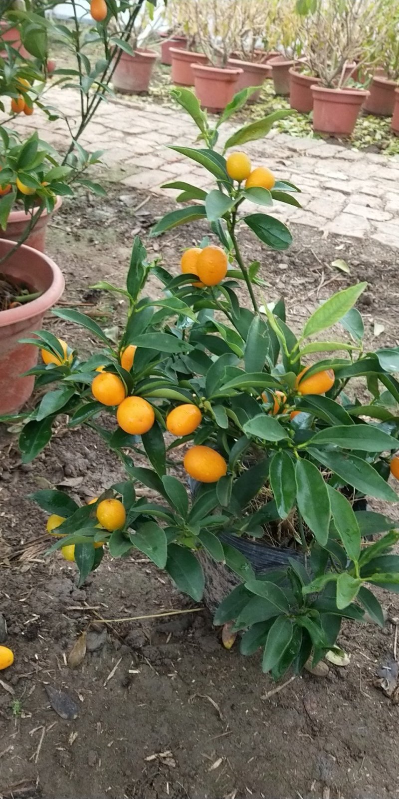 金桔苗多分支，砧木粗壮。好栽植易成活当年可挂果
