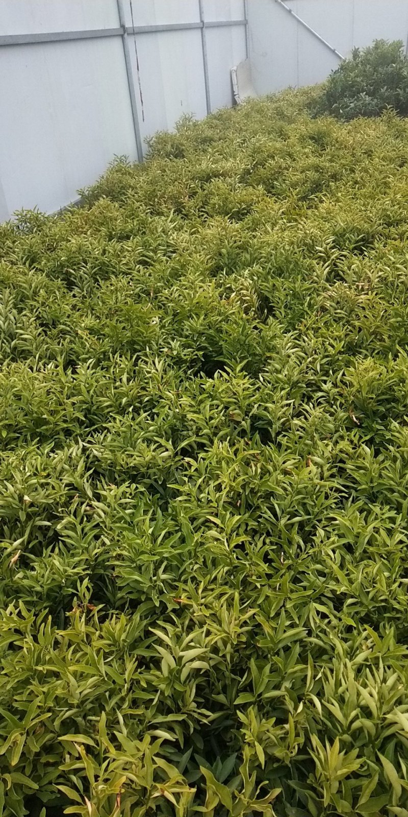 金桔苗多分支，砧木粗壮。好栽植易成活当年可挂果