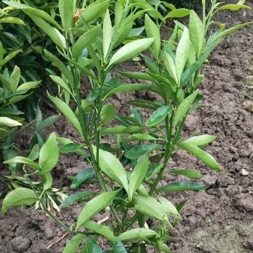 金桔苗多分支，砧木粗壮。好栽植易成活当年可挂果