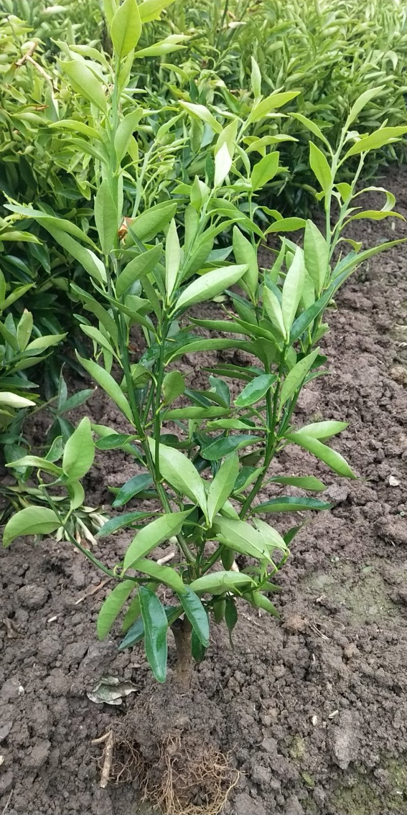 金桔苗多分支，砧木粗壮。好栽植易成活当年可挂果