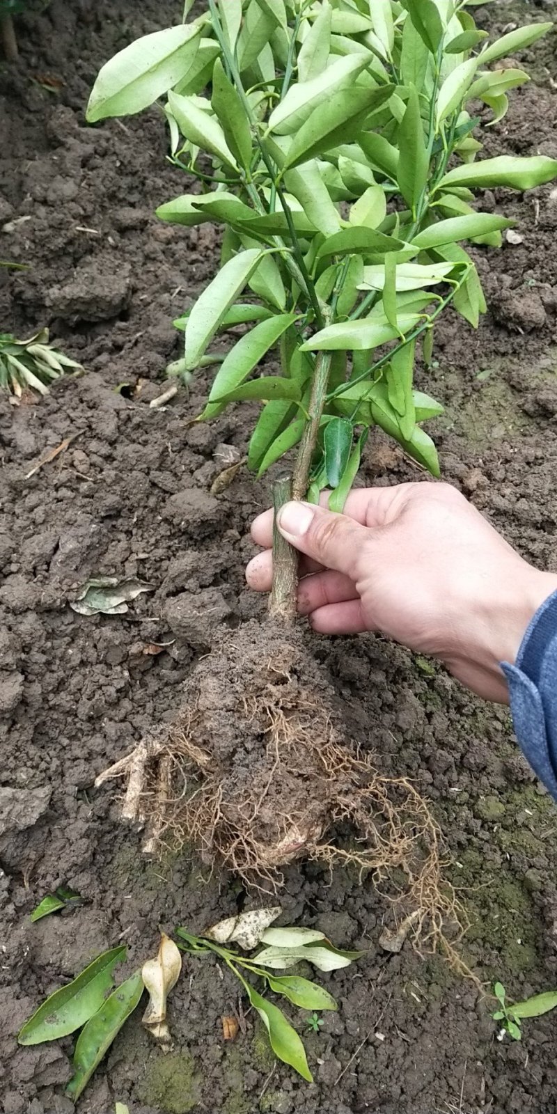 金桔苗多分支，砧木粗壮。好栽植易成活当年可挂果