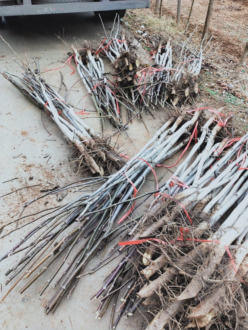 占地核桃苗&核桃树50~100cm2~3年苗量大质优