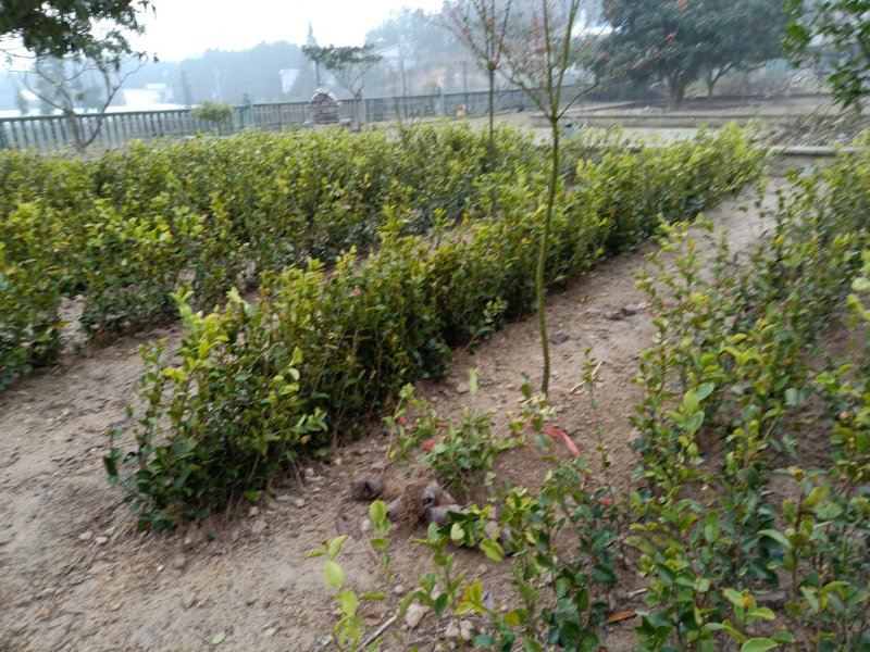 大果油茶苗杯苗