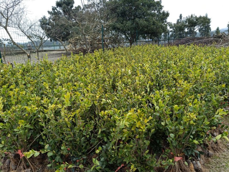 大果油茶苗杯苗