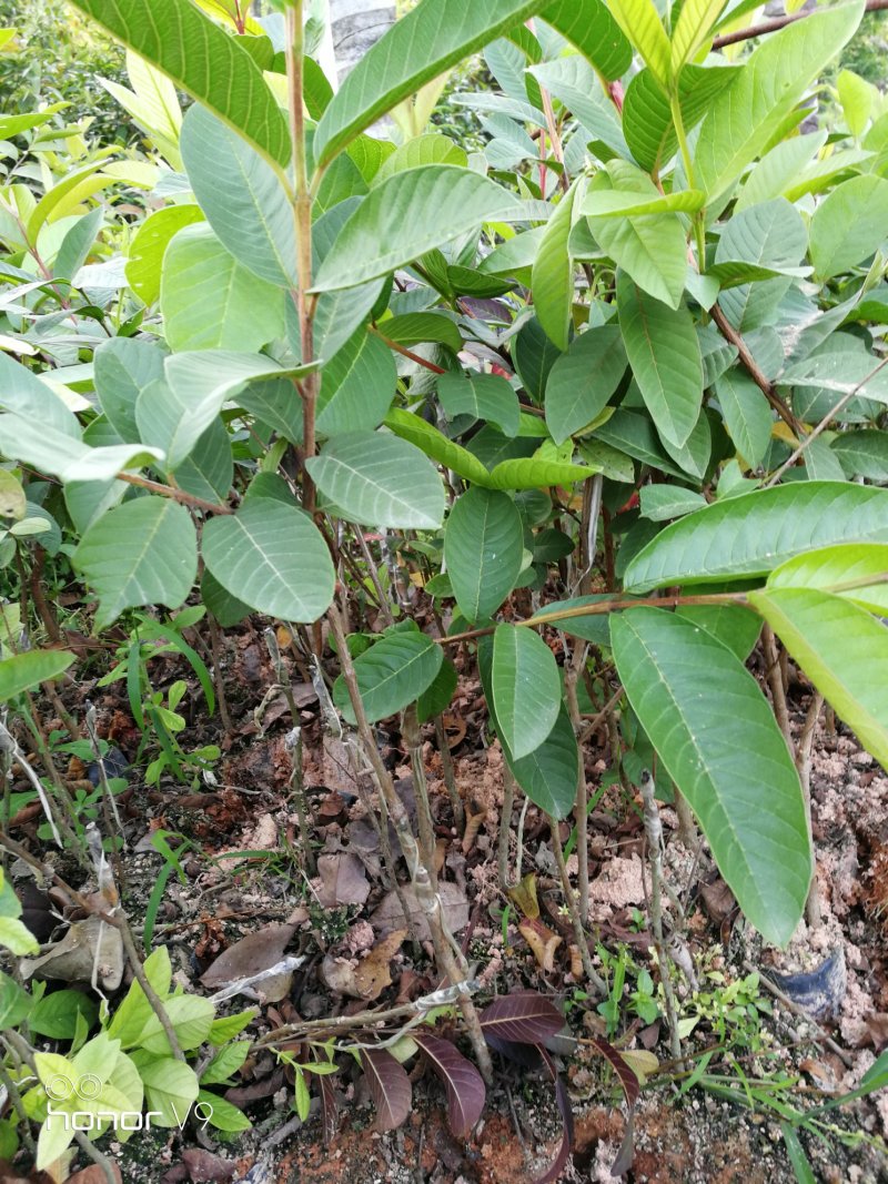 番石榴苗：台湾珍珠、西瓜红、红宝石、水蜜