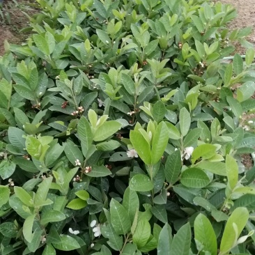 番石榴苗：台湾珍珠、西瓜红、红宝石、水蜜