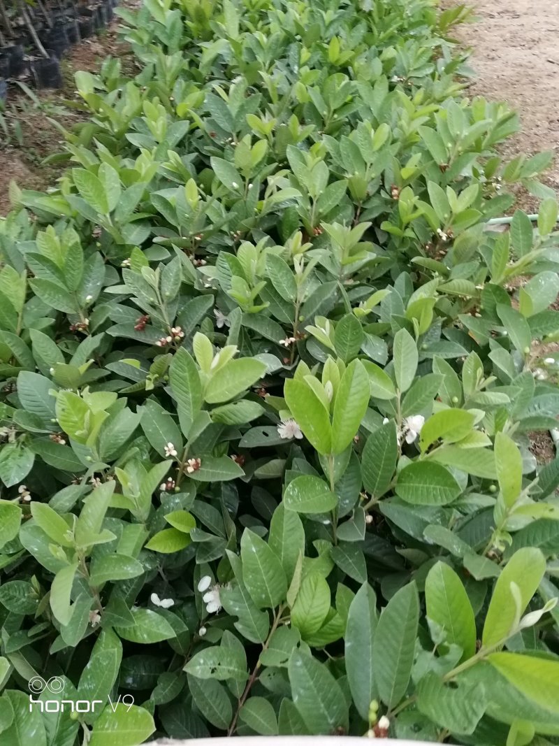 番石榴苗：台湾珍珠、西瓜红、红宝石、水蜜