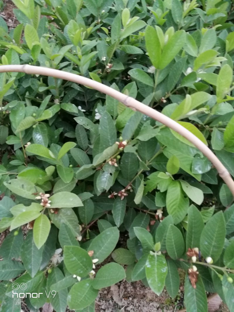 番石榴苗：台湾珍珠、西瓜红、红宝石、水蜜
