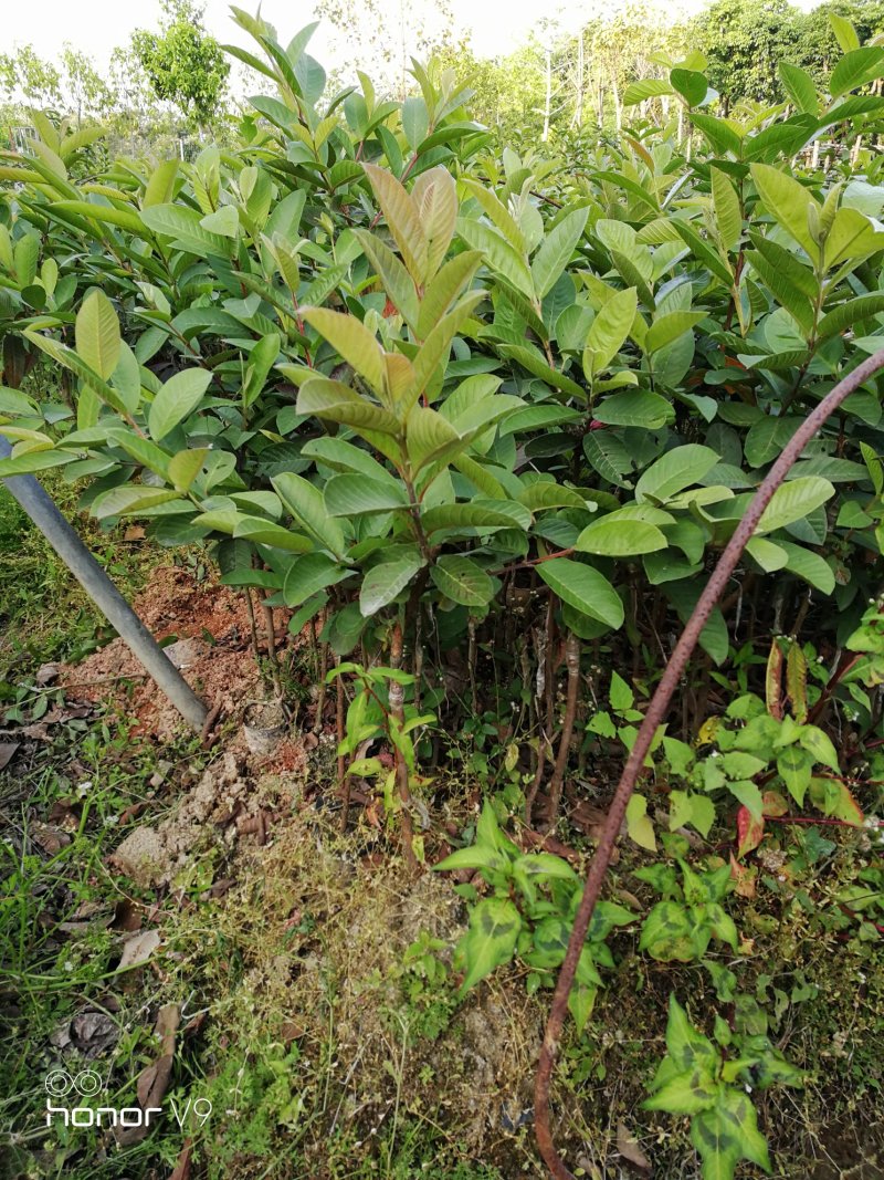 番石榴苗：台湾珍珠、西瓜红、红宝石、水蜜