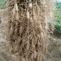 山东省菏泽市曹县麦冬种植基地，品种好个头大。