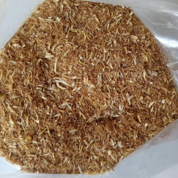 麦芽根
