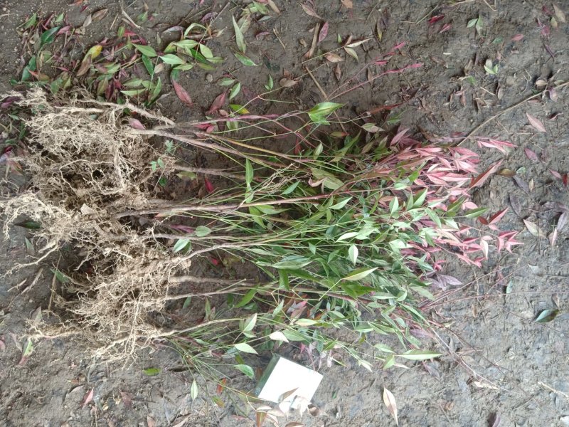 【基地发货】南天竹红天竹工程苗35/60高绿篱的调节师价低