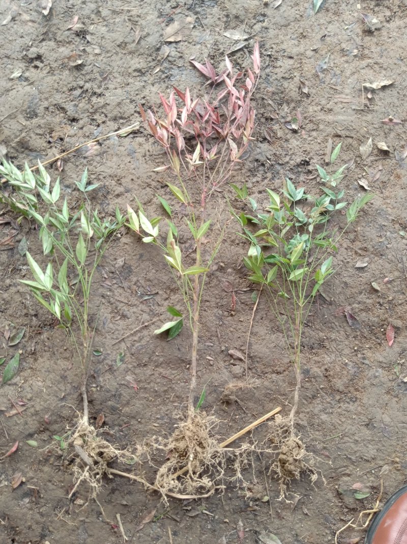 【基地发货】南天竹红天竹工程苗35/60高绿篱的调节师价低