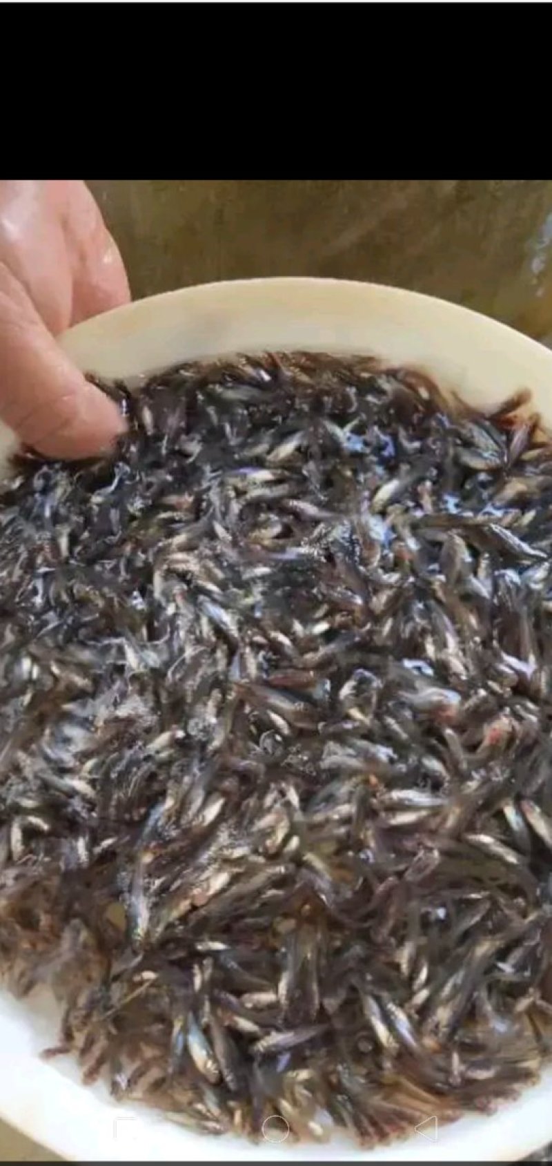 专业鱼苗生产。