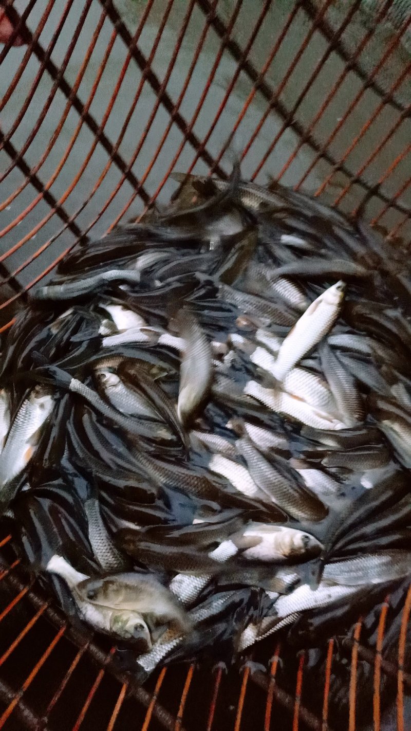 专业鱼苗生产。