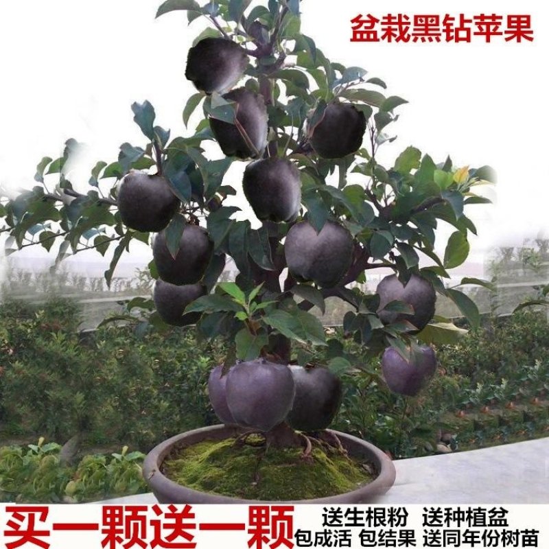 盆栽地栽新品种苹果树苗