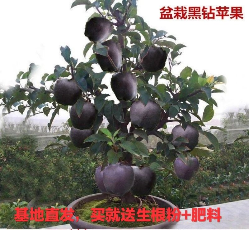 盆栽地栽新品种苹果树苗