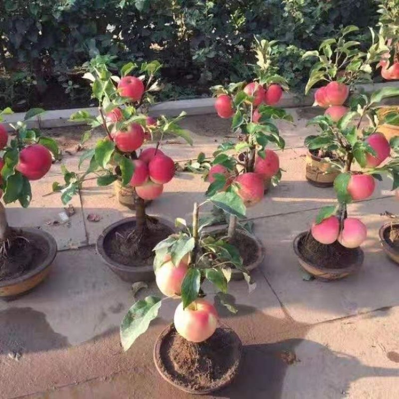 盆栽地栽新品种苹果树苗