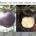 盆栽地栽新品种苹果树苗