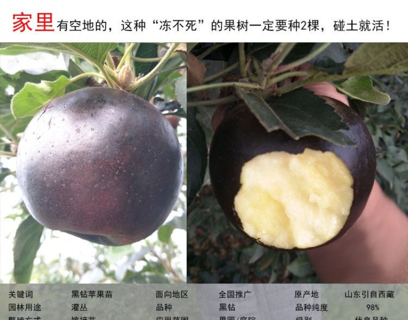 盆栽地栽新品种苹果树苗