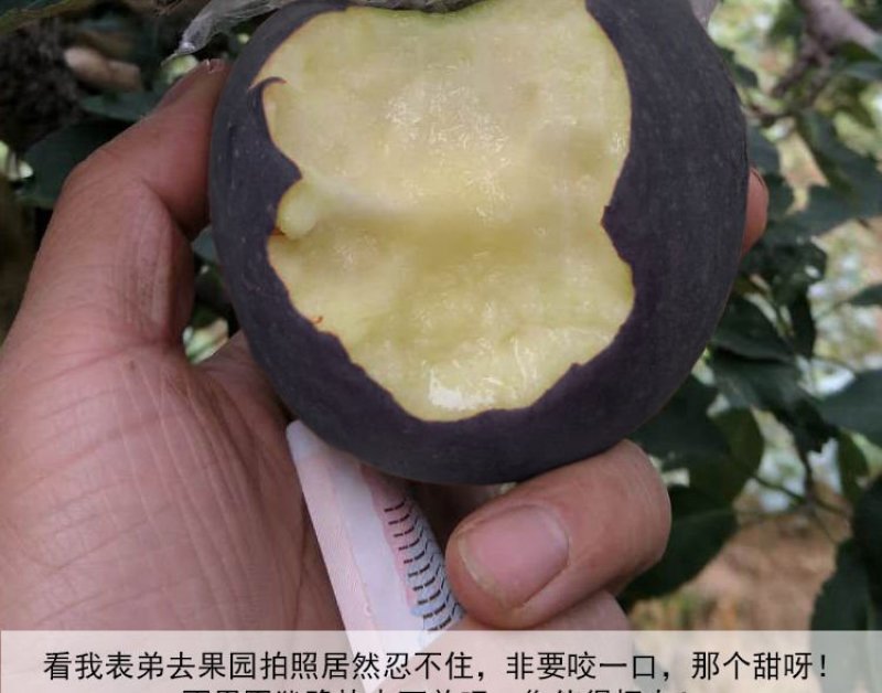 盆栽地栽新品种苹果树苗
