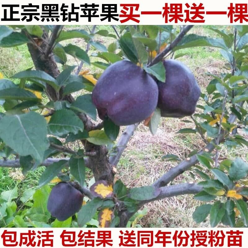 盆栽地栽新品种苹果树苗