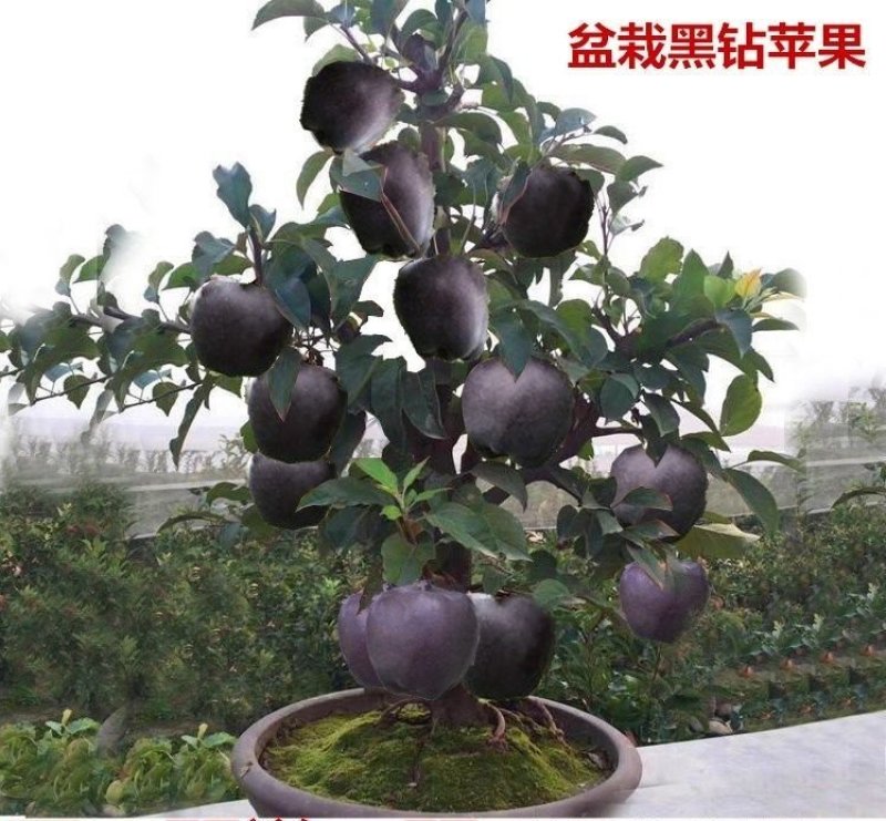 盆栽地栽新品种苹果树苗