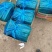 夏邑精品密刺黄瓜大量上市产地直供量大从优供全国商超