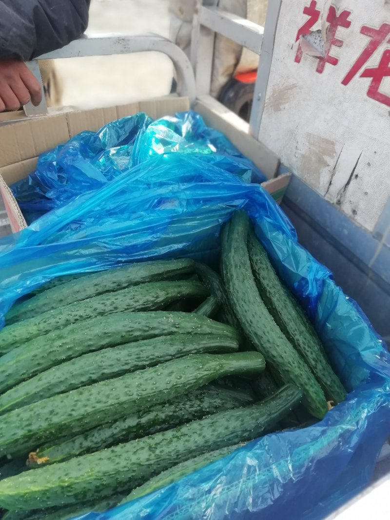 夏邑精品密刺黄瓜大量上市产地直供量大从优供全国商超