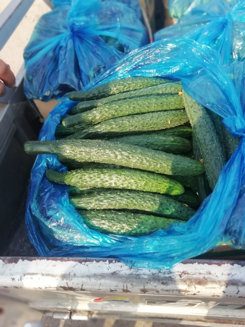夏邑精品密刺黄瓜大量上市产地直供量大从优供全国商超