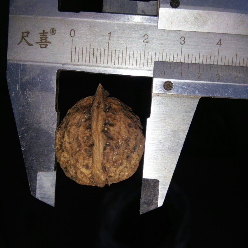 文玩核桃批发二棱三棱