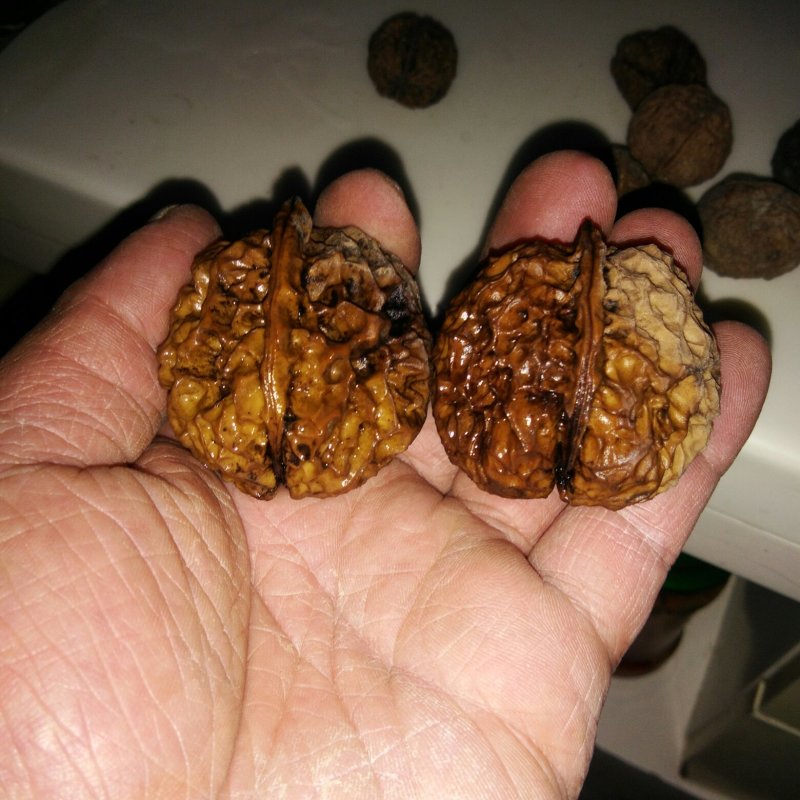 文玩核桃批发二棱三棱