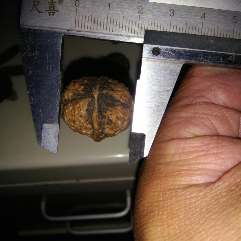 文玩核桃批发二棱三棱