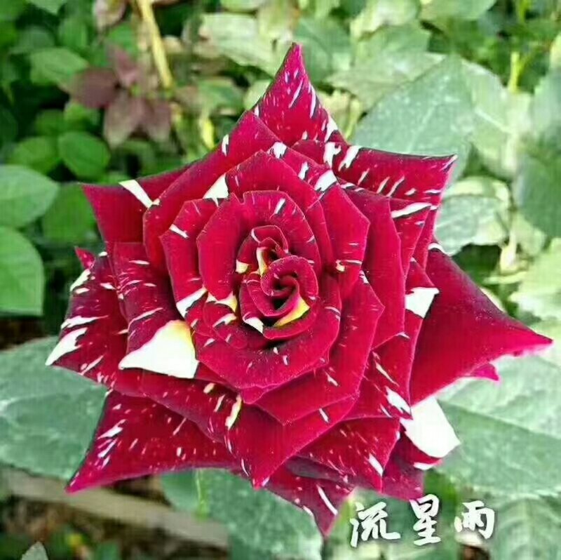 斗南基地发货玫瑰小苗，可做鲜切花种苗，绿化带