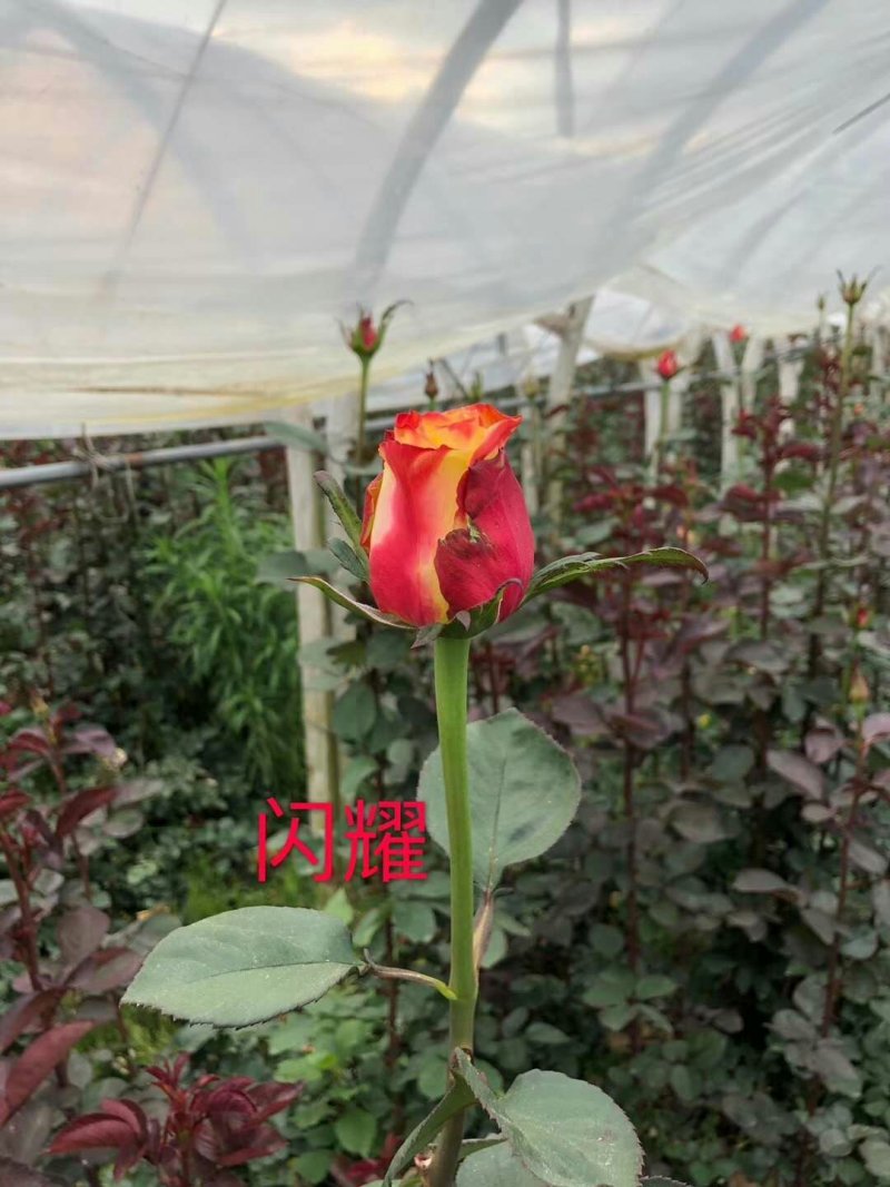 斗南基地发货玫瑰小苗，可做鲜切花种苗，绿化带
