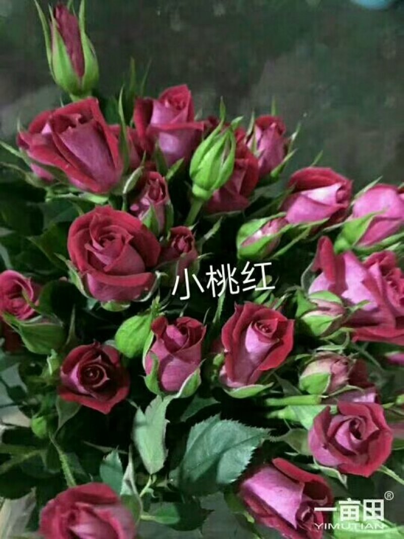 斗南基地发货玫瑰小苗，可做鲜切花种苗，绿化带