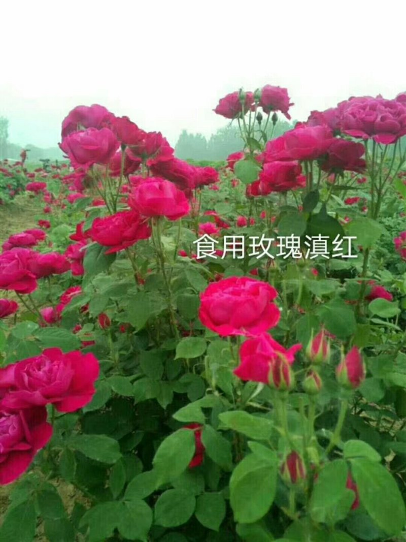 斗南基地发货玫瑰小苗，可做鲜切花种苗，绿化带