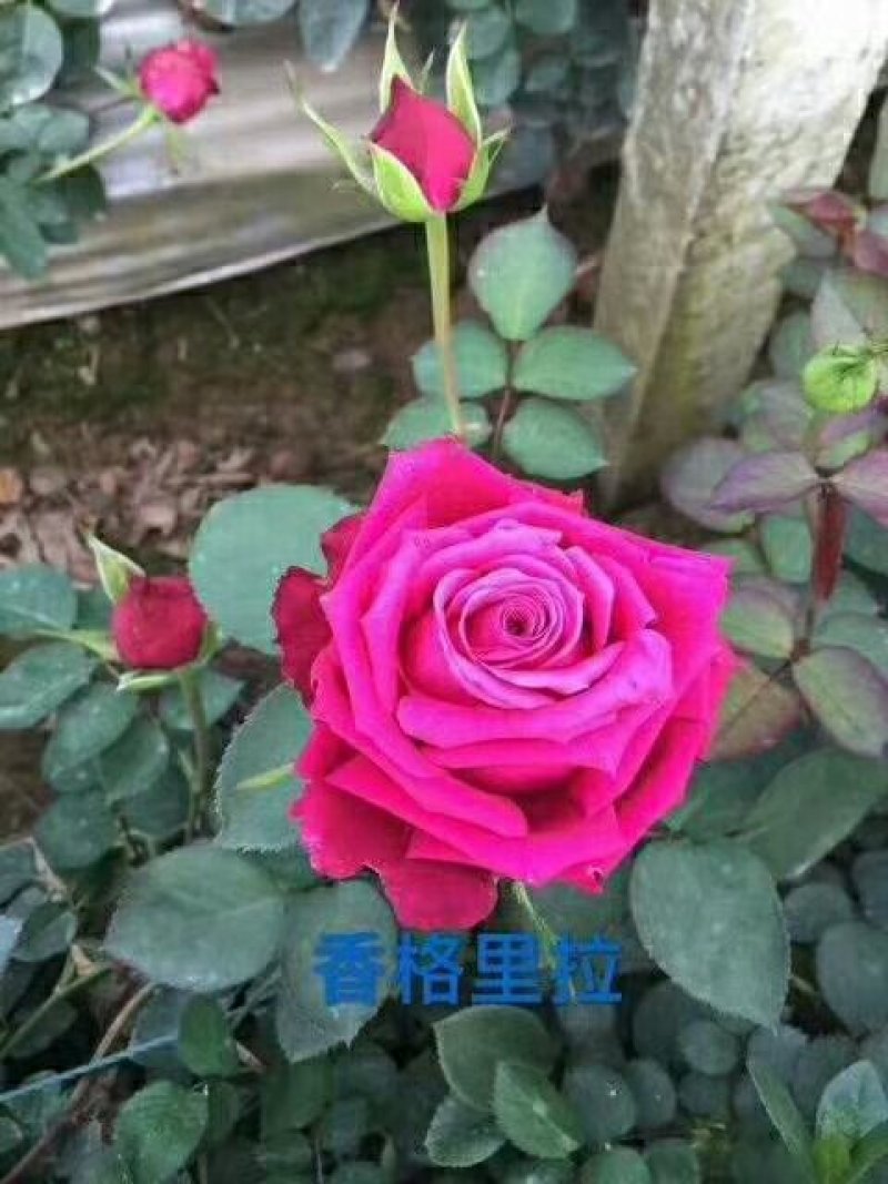 斗南基地发货玫瑰小苗，可做鲜切花种苗，绿化带