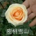 斗南基地发货玫瑰小苗，可做鲜切花种苗，绿化带