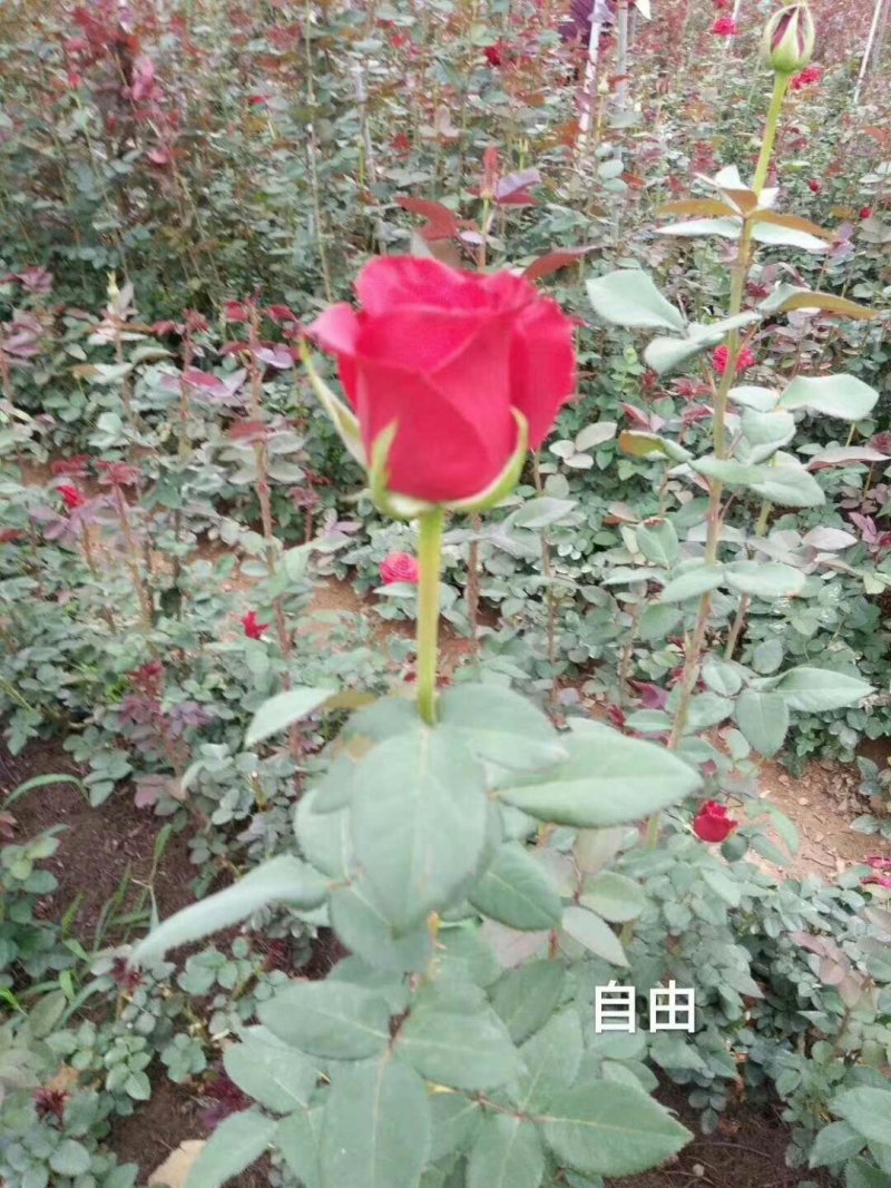 斗南基地发货玫瑰小苗，可做鲜切花种苗，绿化带